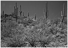 Ocatillo and Saguaro cactus on hillside. Saguaro National Park, Arizona, USA. (black and white)