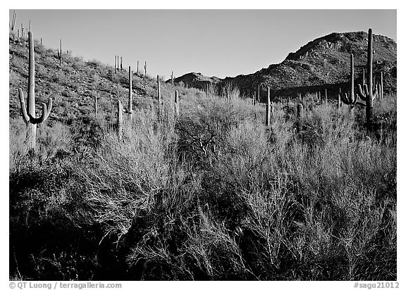 Palo Verde and saguaro cactus on hill. Saguaro National Park (black and white)