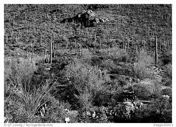 Cactus forest on hillside, Gates pass, morning. Saguaro  National Park (black and white)