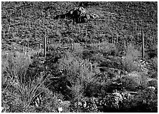 Cactus forest on hillside, Gates pass, morning. Saguaro National Park, Arizona, USA. (black and white)