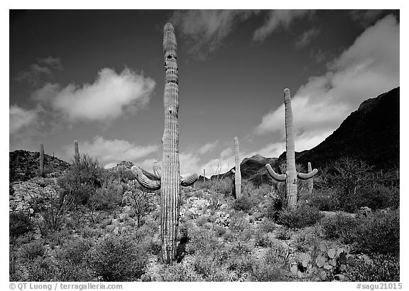 Saguaro cactus forest on hillside, morning, West Unit. Saguaro  National Park (black and white)