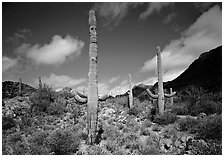 Saguaro cactus forest on hillside, morning, West Unit. Saguaro National Park, Arizona, USA. (black and white)