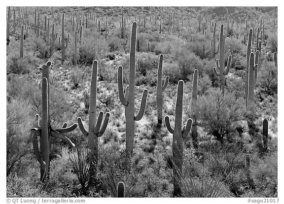 Saguaro cactus (Cereus giganteus), backlit with a rim of light. Saguaro National Park, Arizona, USA.