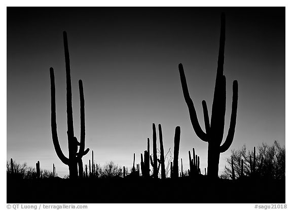 Saguaro cactus silhouettes at sunset. Saguaro National Park (black and white)