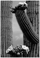 Saguaro cactus in bloom. Saguaro National Park, Arizona, USA. (black and white)