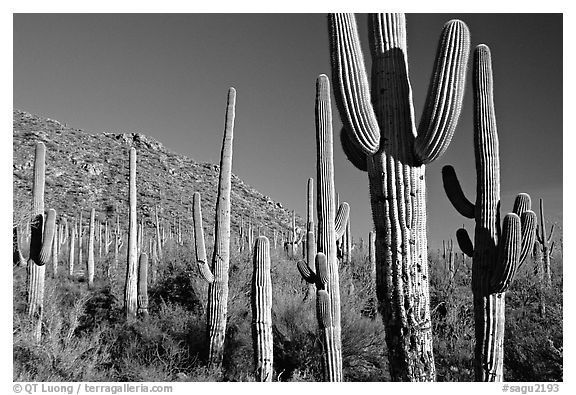 Saguaro cacti forest on hillside, late afternoon, West Unit. Saguaro National Park, Arizona, USA.