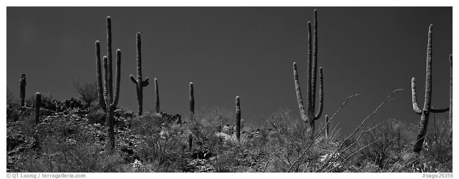 Saguaro cactus on hill under pure blue sky. Saguaro  National Park (black and white)
