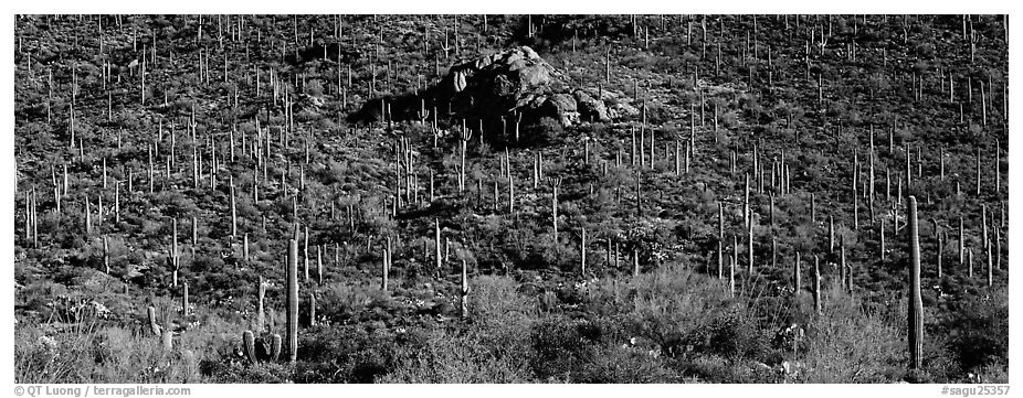 Hillside covered with Saguaro cactus. Saguaro  National Park (black and white)