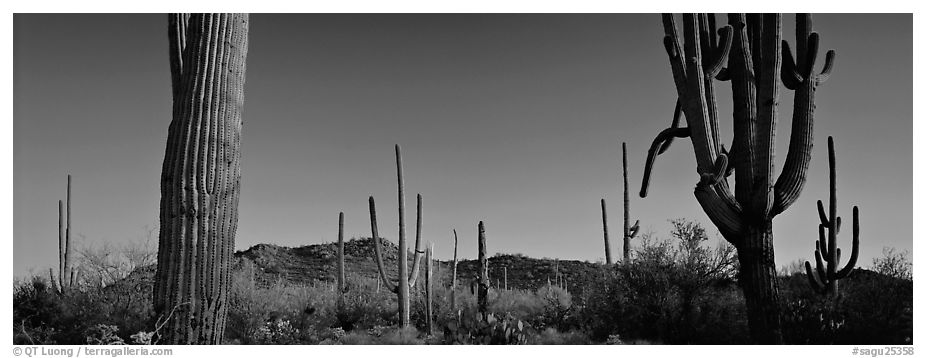 Sonoran desert scenery with cactus. Saguaro National Park (black and white)