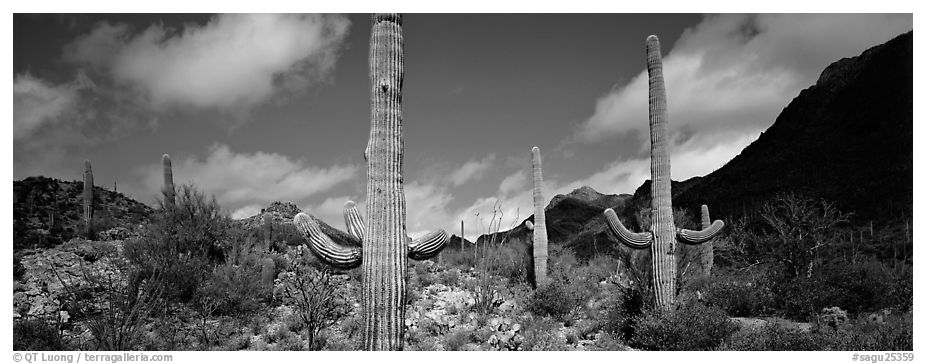 Saguaro cacti in arid landscape. Saguaro  National Park (black and white)