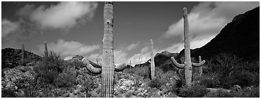 Saguaro cacti in arid landscape. Saguaro  National Park (Panoramic black and white)