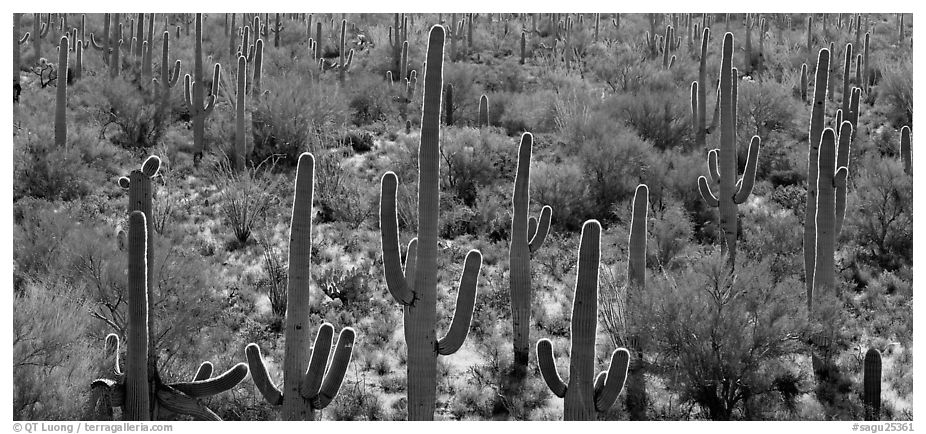 Cactus typical of the Sonoran desert. Saguaro  National Park (black and white)