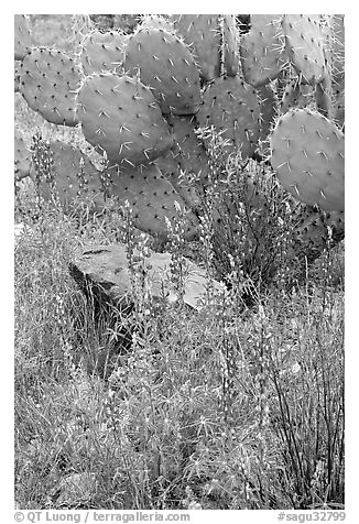 Royal lupine and prickly pear cactus. Saguaro National Park, Arizona, USA.