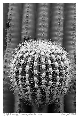 Prickly ball on saguaro cactus, precursor of a new arm. Saguaro National Park, Arizona, USA.