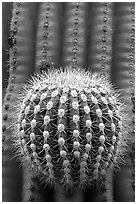 Prickly ball on saguaro cactus, precursor of a new arm. Saguaro National Park ( black and white)