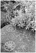 Hohokam petroglyphs and brittlebush on Signal Hill. Saguaro National Park, Arizona, USA. (black and white)