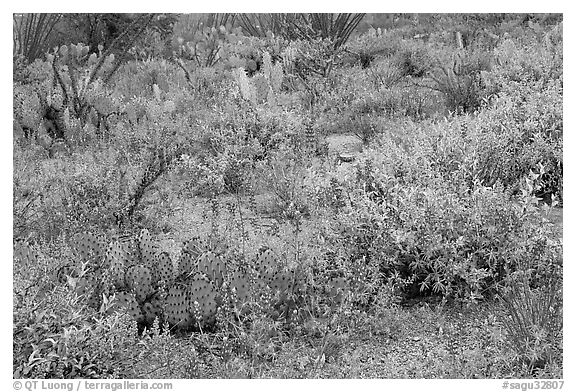 Royal lupine blanketing the desert floor near Signal Hill. Saguaro National Park, Arizona, USA.