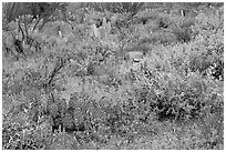 Royal lupine blanketing the desert floor near Signal Hill. Saguaro National Park, Arizona, USA. (black and white)