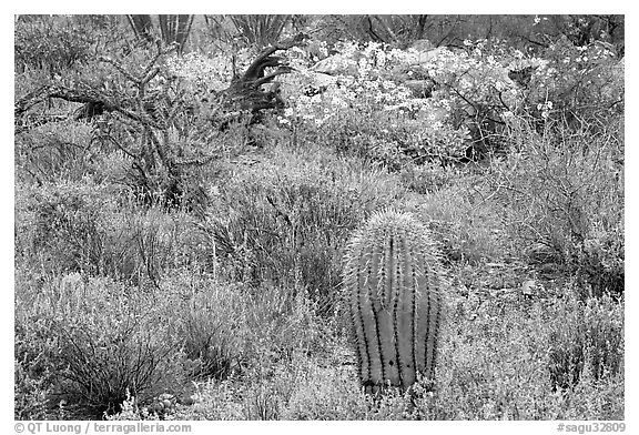 Cactus, royal lupine, and brittlebush. Saguaro National Park, Arizona, USA.