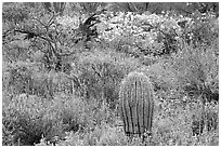Cactus, royal lupine, and brittlebush. Saguaro National Park, Arizona, USA. (black and white)
