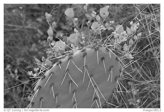Apricot mellow and prickly pear cactus. Saguaro National Park (black and white)