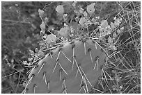 Apricot mellow and prickly pear cactus. Saguaro National Park, Arizona, USA. (black and white)