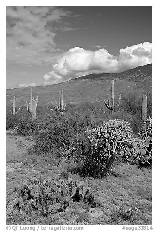 Grassy area near Mica View, Rincon Mountain District. Saguaro National Park (black and white)