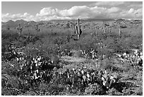 Cactus and carpet of yellow wildflowers, Rincon Mountain District. Saguaro National Park, Arizona, USA. (black and white)