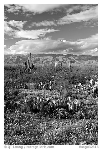 Cactus and carpet of yellow wildflowers, Rincon Mountain District. Saguaro National Park (black and white)