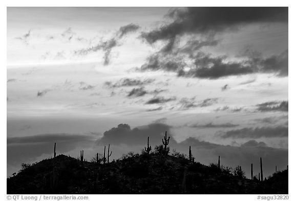 Saguaro cactus silhouetted on hill at sunrise near Valley View overlook. Saguaro National Park, Arizona, USA.