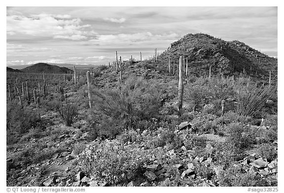 Brittlebush, cactus, and hills, Valley View overlook, morning. Saguaro National Park, Arizona, USA.