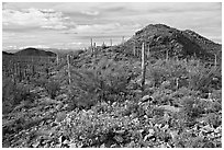 Brittlebush, cactus, and hills, Valley View overlook, morning. Saguaro National Park, Arizona, USA. (black and white)