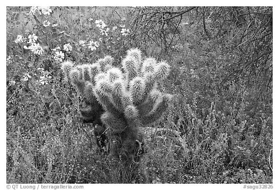 Cholla cactus, phacelia, and brittlebush. Saguaro National Park (black and white)