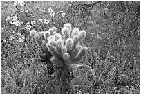 Cholla cactus, phacelia, and brittlebush. Saguaro National Park, Arizona, USA. (black and white)