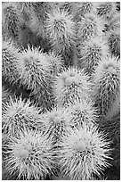 Cholla cactus close-up. Saguaro National Park, Arizona, USA. (black and white)