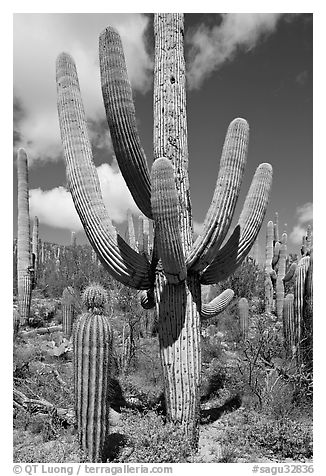 Multi-armed sagurao cactus near Ez-Kim-In-Zin. Saguaro National Park, Arizona, USA.