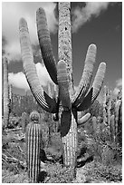 Multi-armed sagurao cactus near Ez-Kim-In-Zin. Saguaro National Park, Arizona, USA. (black and white)