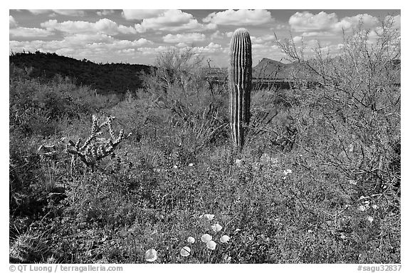 Cactus lupine, and mexican poppies with Panther Peak in the background, afternoon. Saguaro National Park, Arizona, USA.