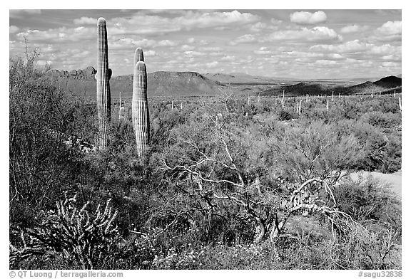 Lush desert with Cactus, mexican poppies, and palo verde near Ez-Kim-In-Zin. Saguaro National Park, Arizona, USA.