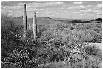 Lush desert with Cactus, mexican poppies, and palo verde near Ez-Kim-In-Zin. Saguaro National Park, Arizona, USA. (black and white)