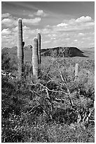 Cactus, mexican poppies, and palo verde near Ez-Kim-In-Zin, afternoon. Saguaro National Park, Arizona, USA. (black and white)