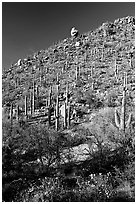 Cactus on hillside in spring, Hugh Norris Trail. Saguaro National Park, Arizona, USA. (black and white)
