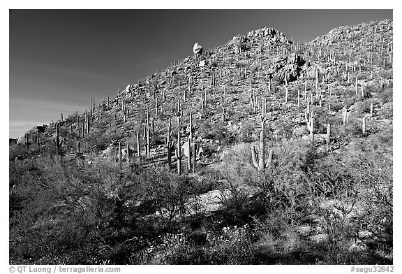Hillside in spring with desert annual flowers, Hugh Norris Trail. Saguaro National Park (black and white)