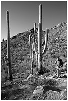 Hiker and saguaro cactus, Hugh Norris Trail. Saguaro National Park, Arizona, USA. (black and white)