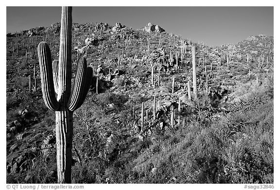 Saguaro cacti on hillside, Hugh Norris Trail, late afternoon. Saguaro National Park, Arizona, USA.