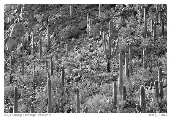 Slope with saguaro cactus forest, Tucson Mountains. Saguaro National Park (black and white)