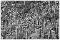 Slope with saguaro cactus forest, Tucson Mountains. Saguaro National Park, Arizona, USA. (black and white)