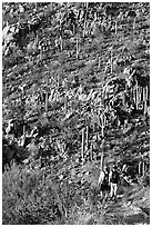 Hikers descending Hugh Norris Trail amongst saguaro cactus, late afternoon. Saguaro National Park, Arizona, USA. (black and white)