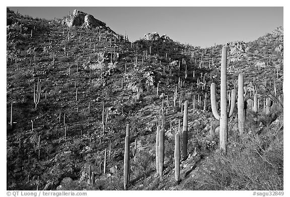 Tall cactus on the slopes of Tucson Mountains, late afternoon. Saguaro National Park, Arizona, USA.