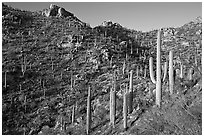 Tall cactus on the slopes of Tucson Mountains, late afternoon. Saguaro National Park, Arizona, USA. (black and white)